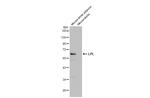 LPL Antibody in Western Blot (WB)