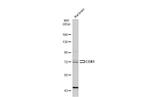 COX1 Antibody in Western Blot (WB)