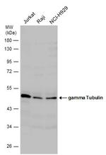 gamma Tubulin Antibody in Western Blot (WB)