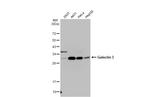 Galectin 3 Antibody in Western Blot (WB)