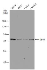 DDX3 Antibody in Western Blot (WB)