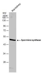 SMS Antibody in Western Blot (WB)