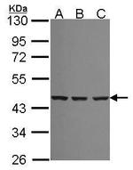 SMS Antibody in Western Blot (WB)