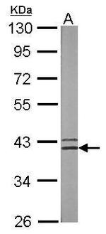 SMS Antibody in Western Blot (WB)