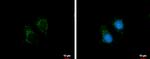 STC2 Antibody in Immunocytochemistry (ICC/IF)