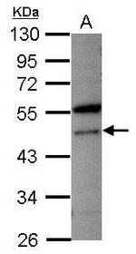 VPS4A Antibody in Western Blot (WB)