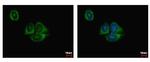 HIF1AN Antibody in Immunocytochemistry (ICC/IF)