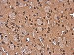 CUG-BP2 Antibody in Immunohistochemistry (Paraffin) (IHC (P))