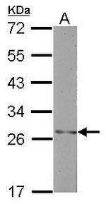 H1FNT Antibody in Western Blot (WB)