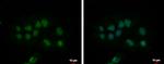 CPSF2 Antibody in Immunocytochemistry (ICC/IF)