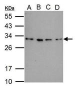 RWDD3 Antibody in Western Blot (WB)