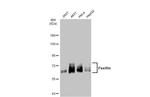 Paxillin Antibody in Western Blot (WB)