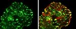 Paxillin Antibody in Immunocytochemistry (ICC/IF)