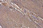 Paxillin Antibody in Immunohistochemistry (Paraffin) (IHC (P))