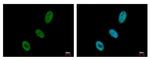 USP7 Antibody in Immunocytochemistry (ICC/IF)