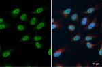 USP7 Antibody in Immunocytochemistry (ICC/IF)