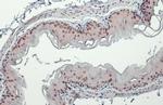 USP7 Antibody in Immunohistochemistry (Paraffin) (IHC (P))