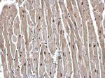 USP7 Antibody in Immunohistochemistry (Paraffin) (IHC (P))