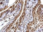 USP7 Antibody in Immunohistochemistry (Paraffin) (IHC (P))