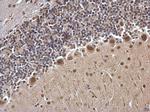 USP7 Antibody in Immunohistochemistry (Paraffin) (IHC (P))