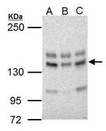 USP7 Antibody in Western Blot (WB)