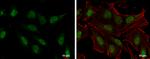 SLU7 Antibody in Immunocytochemistry (ICC/IF)