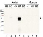 Influenza A H7N7 HA Antibody in Western Blot (WB)