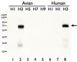 Influenza A H3N2 HA Antibody in Western Blot (WB)