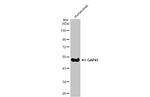 GAP43 Antibody in Western Blot (WB)