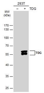 TDG Antibody in Western Blot (WB)