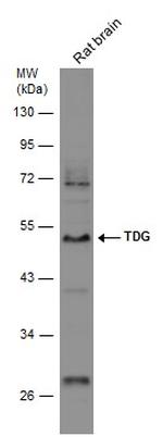 TDG Antibody in Western Blot (WB)