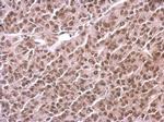 Histone H3 Antibody in Immunohistochemistry (Paraffin) (IHC (P))