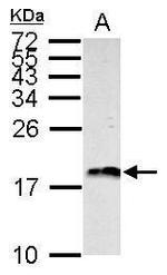 Histone H3 Antibody in Western Blot (WB)