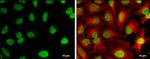 CFDP1 Antibody in Immunocytochemistry (ICC/IF)