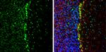 CFDP1 Antibody in Immunohistochemistry (Frozen) (IHC (F))