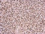 CFDP1 Antibody in Immunohistochemistry (Paraffin) (IHC (P))