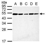 CFDP1 Antibody in Western Blot (WB)