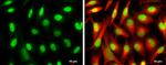 CFDP1 Antibody in Immunocytochemistry (ICC/IF)