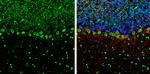 CFDP1 Antibody in Immunohistochemistry (Frozen) (IHC (F))