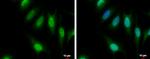 CFDP1 Antibody in Immunocytochemistry (ICC/IF)