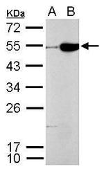 CFDP1 Antibody in Western Blot (WB)