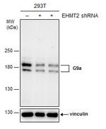 EHMT2 Antibody