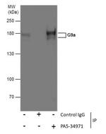 EHMT2 Antibody in Immunoprecipitation (IP)