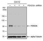 EHMT2 Antibody