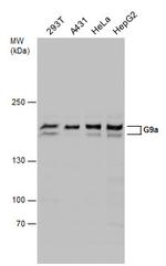 EHMT2 Antibody in Western Blot (WB)