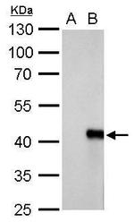 WIPI1 Antibody in Western Blot (WB)