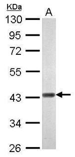 WIPI1 Antibody in Western Blot (WB)