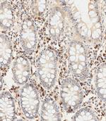 YOD1 Antibody in Immunohistochemistry (Paraffin) (IHC (P))