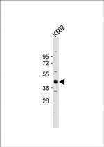 YOD1 Antibody in Western Blot (WB)