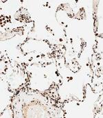 STRA8 Antibody in Immunohistochemistry (Paraffin) (IHC (P))